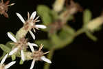 Toothed whitetop aster 